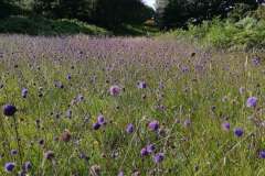 Wildflowers-in-the-nature-reserve