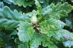 acorn