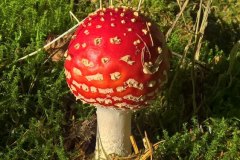 flyagaric