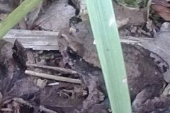 frog