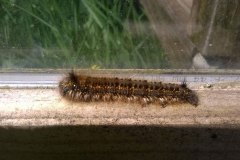 furry-caterpillar