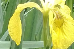 iris