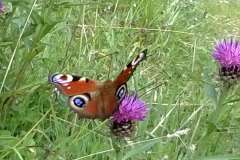 peacock-knapweed