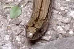 slowworm